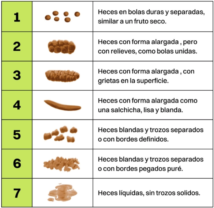 tipos de heces